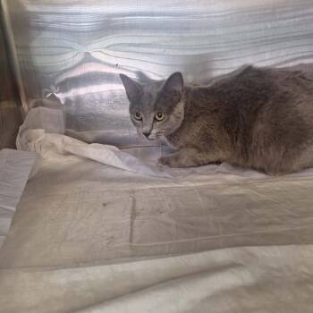Brooklynn -  Domestic Short Hair Cat for Adoption in Madill, Oklahoma - Brooklynn | PetCurious