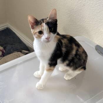 Autumn -  Calico and Domestic Short Hair Cat for Adoption in Antioch, California - Autumn | PetCurious