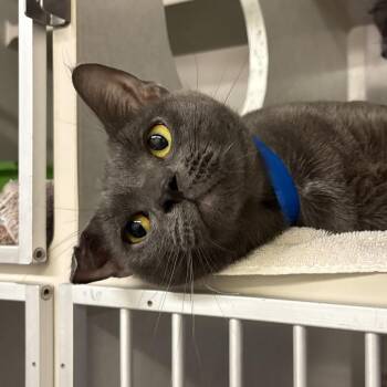 Dobby -  Domestic Short Hair Cat for Adoption in Fairport, New York - Dobby | PetCurious