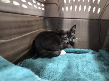 Domestic Short Hair Cats Available for Adoption in Antioch, California - SYCAMORE | PetCurious