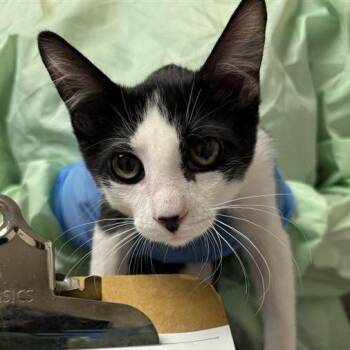 Popcorn Shrimp -  Domestic Short Hair Cat for Adoption in Tempe, Arizona - Popcorn Shrimp | PetCurious