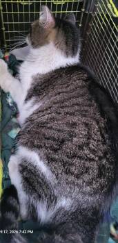 Domestic Short Hair Cats Available for Adoption in San Antonio, Texas - VISION | PetCurious