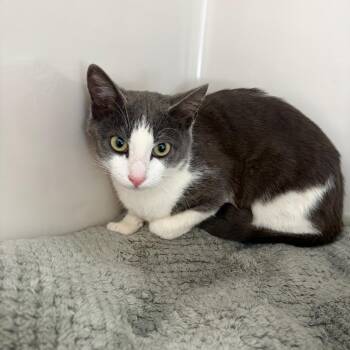 Domestic Short Hair Cats Available for Adoption in Greensboro, Georgia - Mercury | PetCurious