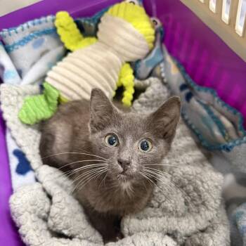 Frogger -  Domestic Short Hair and Russian Blue Cat for Adoption in Charlotte, North Carolina - Frogger | PetCurious