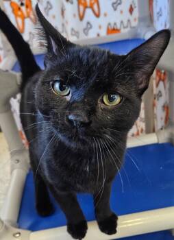 Domestic Short Hair Cats Available for Adoption - Fatso / Slim | PetCurious