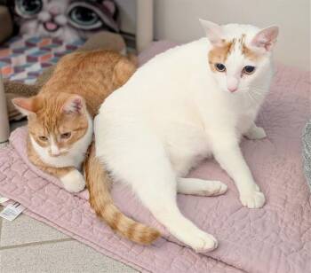 Domestic Short Hair Cats Available for Adoption - MAMA KITTY | PetCurious