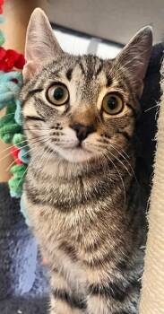 SUNNY -  Domestic Short Hair Cat for Adoption in Camarillo, California - SUNNY | PetCurious