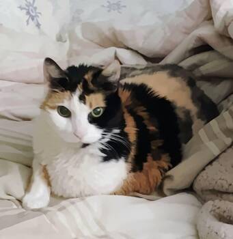 Domestic Short Hair Cats Available for Adoption in Blaine, Minnesota - Callie | PetCurious