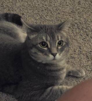 Rescue Domestic Short Hair Cats for Adoption in Maineville, Ohio - Fifi | PetCurious