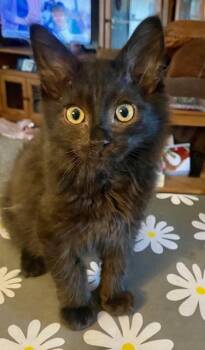 Domestic Medium Hair Cats Available for Adoption in Battle Creek, Michigan - Phantom | PetCurious