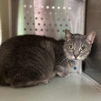 Jinx -  Domestic Short Hair Cat for Adoption in Starkville, Mississippi - Jinx | PetCurious