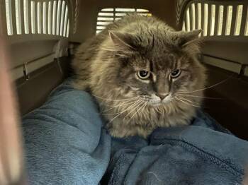 Domestic Long Hair Cats Available for Adoption in Colorado Springs, Colorado - KISA | PetCurious