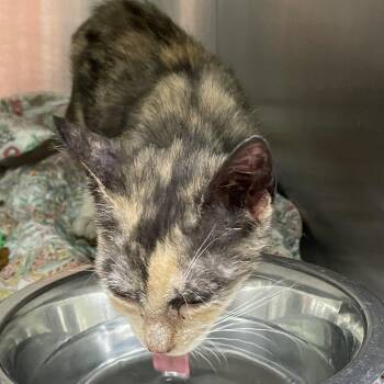 Domestic Short Hair Cats Available for Adoption in Austin, Texas - Wanda | PetCurious