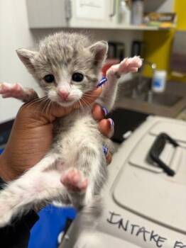 Stony -  Domestic Short Hair Cat for Adoption in Atlanta, Georgia - Stony | PetCurious