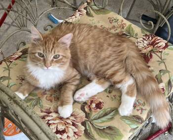 Rescue Domestic Medium Hair Cats for Adoption in Theodore, Alabama - Mango | PetCurious