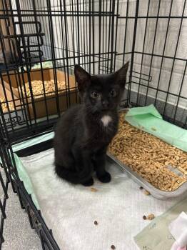 Binx -  Domestic Short Hair Cat for Adoption in Chattanooga, Tennessee - Binx | PetCurious