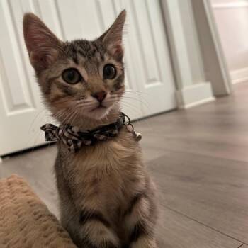 Tiny Tony -  Domestic Short Hair Cat for Adoption in Layton, Utah - Tiny Tony | PetCurious