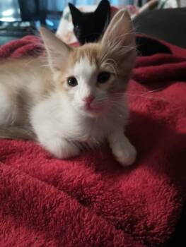 Domestic Medium Hair Cats Available for Adoption - Hot Dog | PetCurious