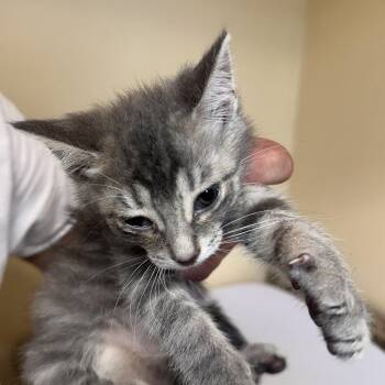 Ruth -  Domestic Short Hair Cat for Adoption in Corinth, Mississippi - Ruth | PetCurious