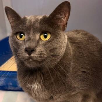 Rescue Domestic Short Hair Cats for Adoption in Sarasota, Florida - Ella (Stormy) | PetCurious