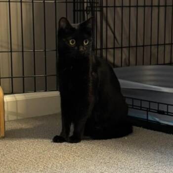 Domestic Short Hair Cats Available for Adoption - Tomi | PetCurious