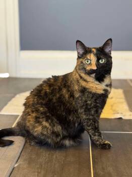 Rescue Calico Cats for Adoption in Newmarket, Ontario - Patches | PetCurious