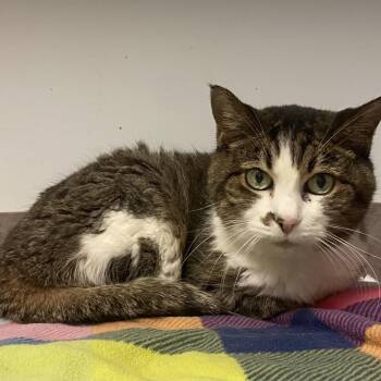 Olivia -  Domestic Short Hair Cat for Adoption in Lakewood, Colorado - Olivia | PetCurious