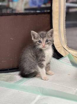 Nigel -  Domestic Short Hair Cat for Adoption in Suffolk, Virginia - Nigel | PetCurious