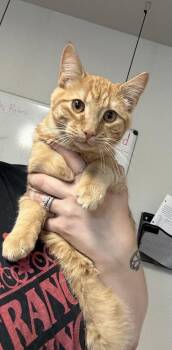 Lloyd -  Domestic Short Hair Cat for Adoption in Bolivar, Missouri - Lloyd | PetCurious