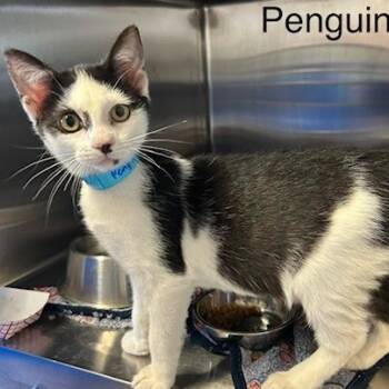Penguin -  Domestic Short Hair Cat for Adoption in Knoxville, Tennessee - Penguin | PetCurious