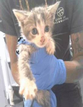 Stanky -  Domestic Short Hair Cat for Adoption in Largo, Florida - Stanky | PetCurious