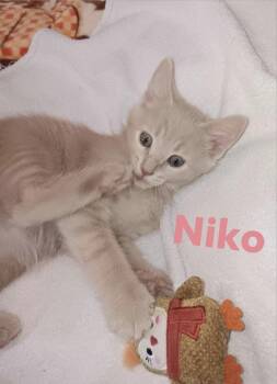 Niko -  Domestic Short Hair Cat for Adoption in Cincinnati, Ohio - Niko | PetCurious