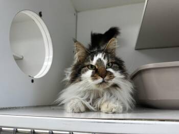 Domestic Long Hair Cats Available for Adoption in Westbrook, Connecticut - Snowball | PetCurious