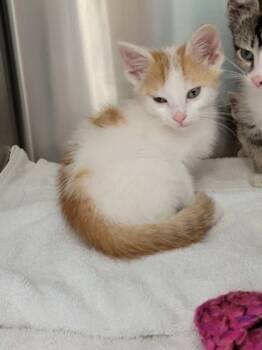 Rescue Domestic Short Hair Cats for Adoption in Fishers, Indiana - Ares | PetCurious