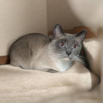 Tonkinese Cats Available for Adoption in Wilmington, Ohio - Robin | PetCurious