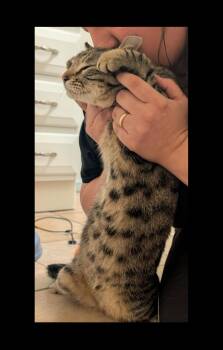 Ignacio and Tirzah -  Bengal and Bombay Cat for Adoption in Phoenix, Arizona - Ignacio And Tirzah | PetCurious