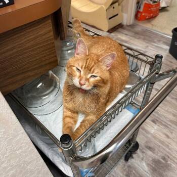 Jaws -  Domestic Short Hair Cat for Adoption in Greensburg, Pennsylvania - Jaws | PetCurious