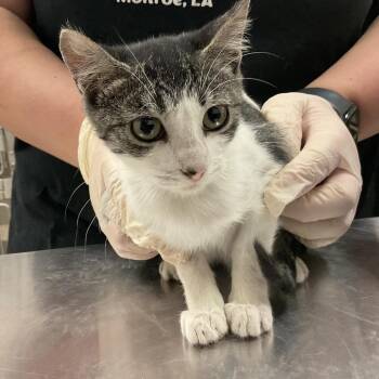 Kiwi -  Domestic Short Hair Cat for Adoption in Monroe, Louisiana - Kiwi | PetCurious