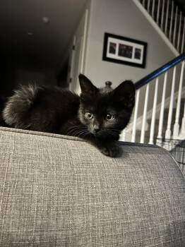 Tearan -  Domestic Short Hair Cat for Adoption in Aurora, Colorado - Tearan | PetCurious