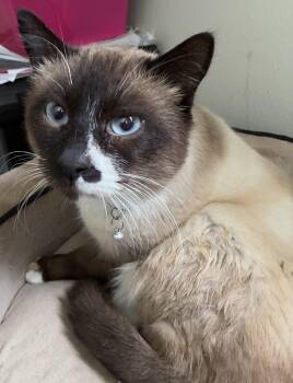 Rescue Siamese Cats for Adoption in Beaverton, Oregon - Cypress | PetCurious