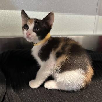 Randi* -  Domestic Short Hair Cat for Adoption in San Gabriel, California - Randi* | PetCurious