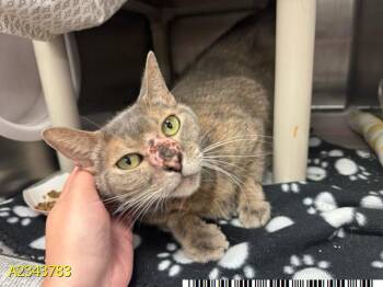 CONFETTI -  Domestic Short Hair Cat for Adoption in West Palm Beach, Florida - CONFETTI | PetCurious
