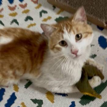 Rescue Domestic Short Hair Cats for Adoption in Chicago, Illinois - Clyde | PetCurious