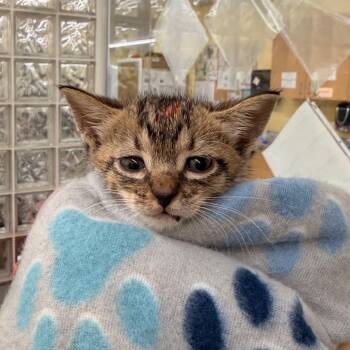 Toodles -  Domestic Short Hair Cat for Adoption in West Palm Beach, Florida - Toodles | PetCurious