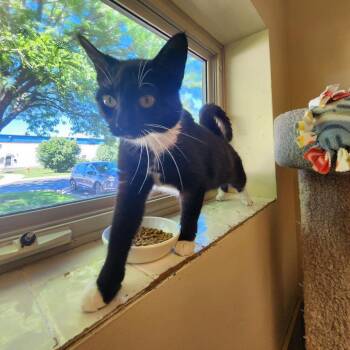 Shortstop -  Domestic Short Hair Cat for Adoption in Naperville, Illinois - Shortstop | PetCurious