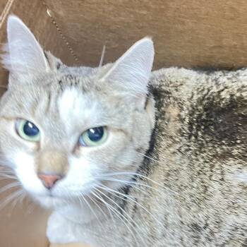 Mimi -  Domestic Short Hair Cat for Adoption in Philadelphia, Pennsylvania - Mimi | PetCurious