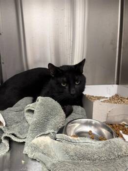 PANTHER -  Domestic Short Hair Cat for Adoption in Indianapolis, Indiana - PANTHER | PetCurious