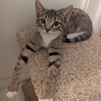 Aramis -  Domestic Short Hair Cat for Adoption in Hoyleton, Illinois - Aramis | PetCurious