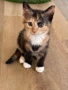 Peanut -  Tortoiseshell Cat for Adoption in Kenhorst, Pennsylvania - Peanut | PetCurious