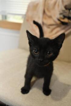 Raphael -  Bombay Cat for Adoption in Liverpool, Texas - Raphael | PetCurious